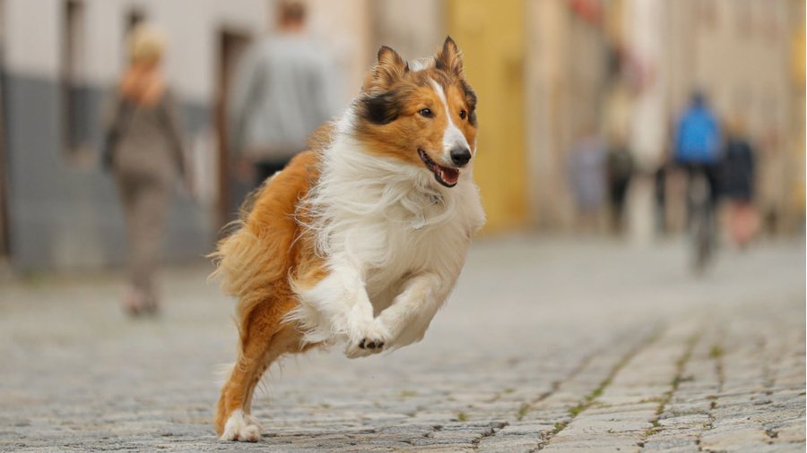 Zappbios: Lassie Zappbios: Lassie