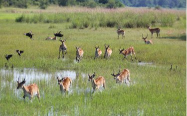 Animal Planet blijft in aanbod Youfone